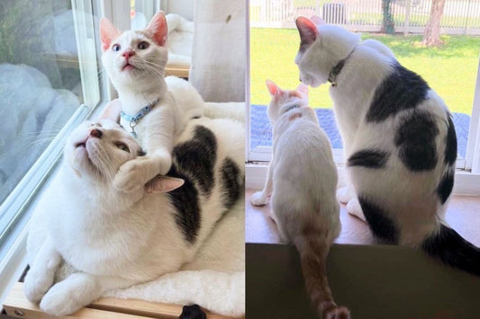 Cat Finds a Forever Home After Waiting a Year, Gets a Kitten Friend – Best Decision Ever