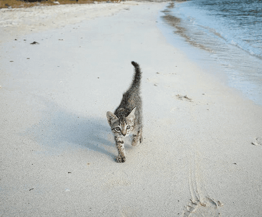 Kitten Loves Following Her Dad Into The Ocean To Swim
