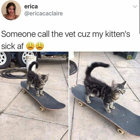 Catto Meme Pictures Will Make Your Day