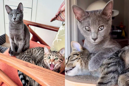 A Kitten's Curiosity Leads to a Life-Changing Friendship with Another Young Cat