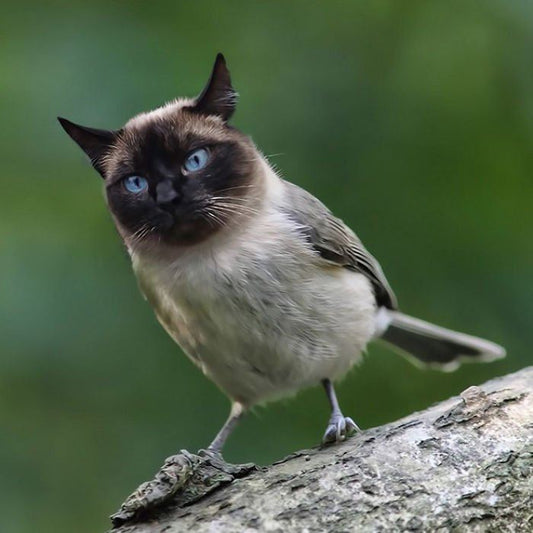 10+ Weird Cat And Bird Fusions Created Using Photoshop