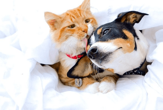 24 Cats Who Fell In Love With Dogs And It Is The Cutest Thing Ever