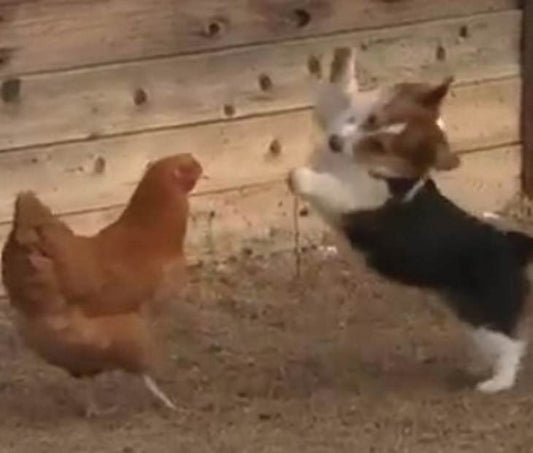 Corgi Pup Squares Off With Chicken, Out Of Nowhere 3rd Contender Interferes To Take Action