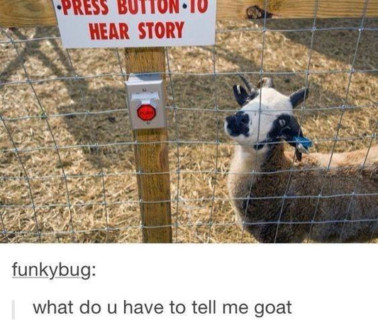 Funny Animal Videos Will Cheer You Up #203