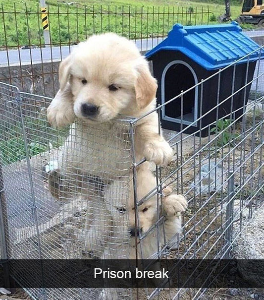 Funny Animal Videos Will Cheer You Up #212