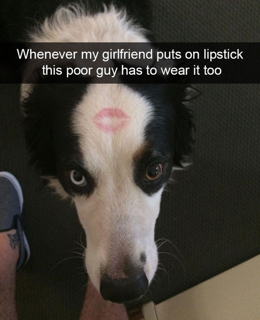 Funny Animal Videos Will Cheer You Up #226