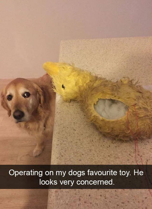 Funny Animal Videos Will Cheer You Up #249