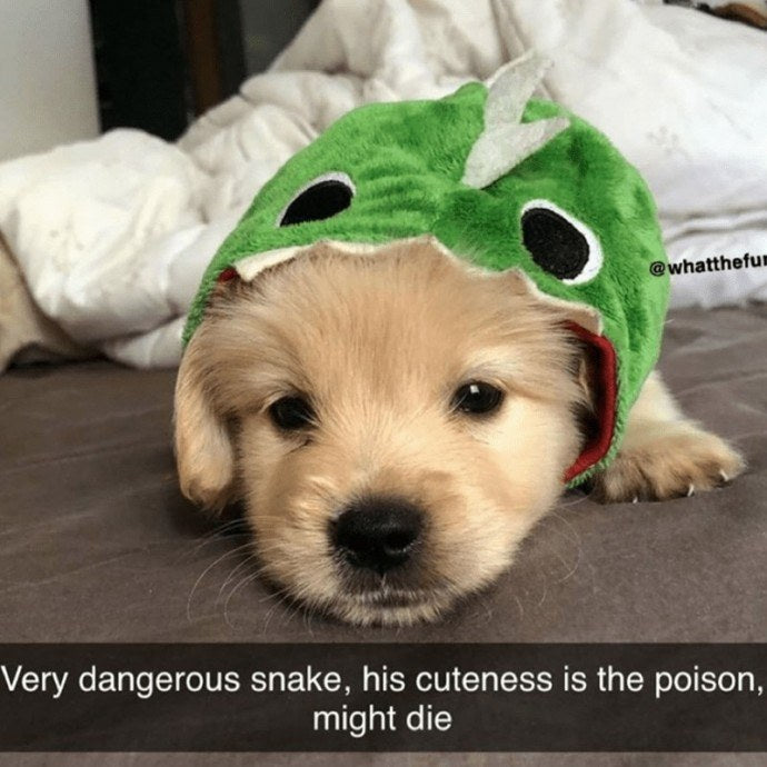 19 Wholesome Dog Snaps That Might Make Your Day A Little Brighter