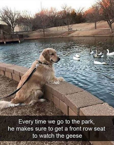 Funny Animal Videos Will Cheer You Up #232