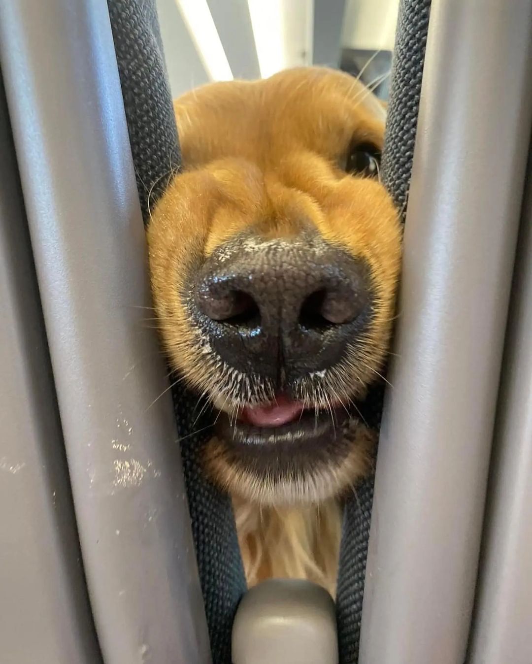 Cute Pet Videos Of The Day