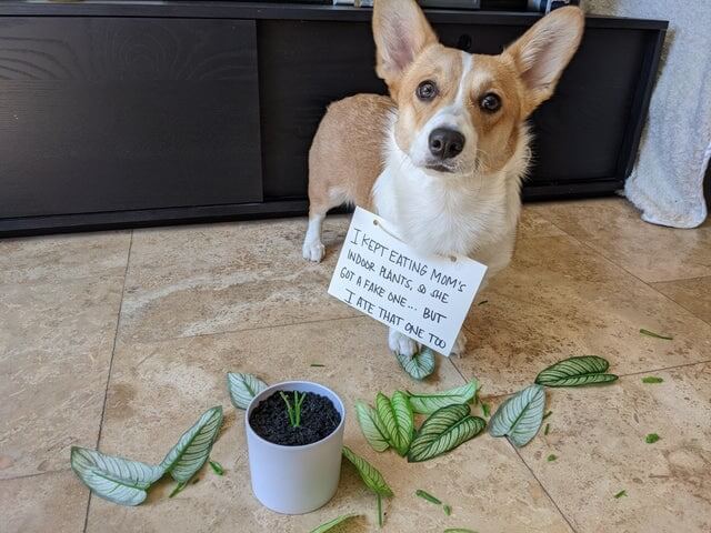 20+ Dog Who End Up Being Shamed Online Because Their Naughtiness Is Too Cute To Handle