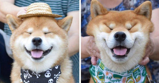 Meet Ryujii, The Handsome And Ridiculously Cute Shiba From Japan