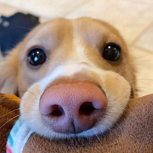 Cute Doggo Videos Will Make You Smile