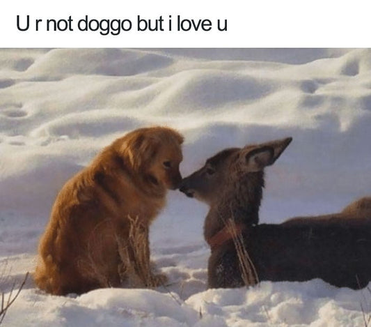 50 Wholesome Dog Memes That’ll Put A Big Smile On Your Face