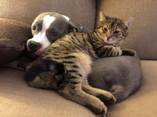 10+ Adorable Friendships Between Cats And Dogs
