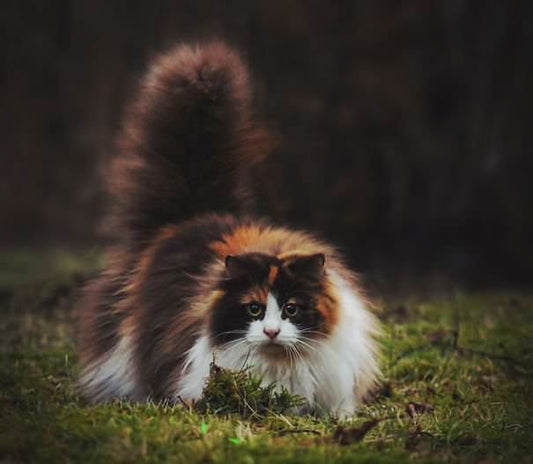 30+ Fluffy Cat Who Are Just Way Too Cute For This World