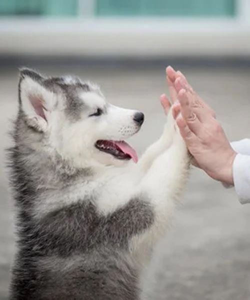 Funny Animal Videos Will Cheer You Up #48