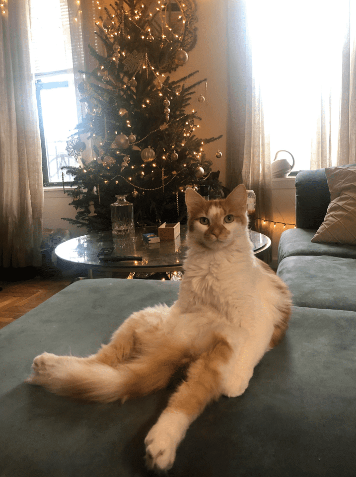 Funny Animal Videos Will Cheer You Up #241