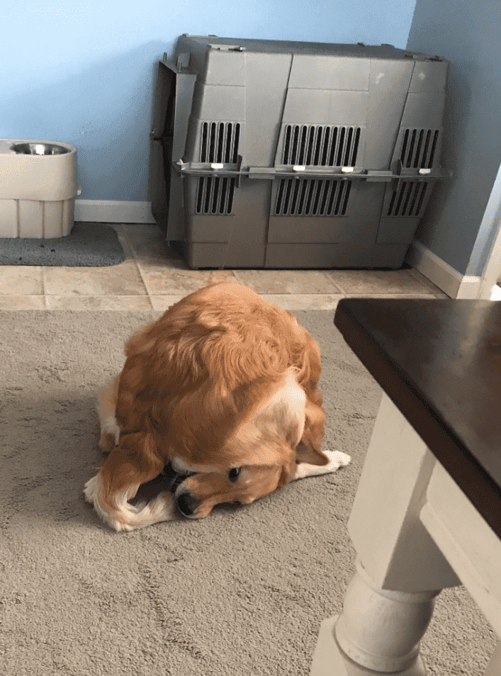 Funny Animal Videos Will Cheer You Up #242