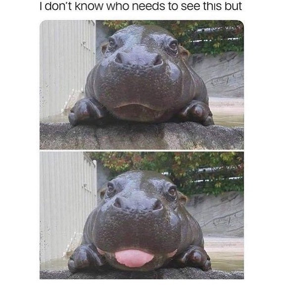 Cute And Hilarious Animal Videos