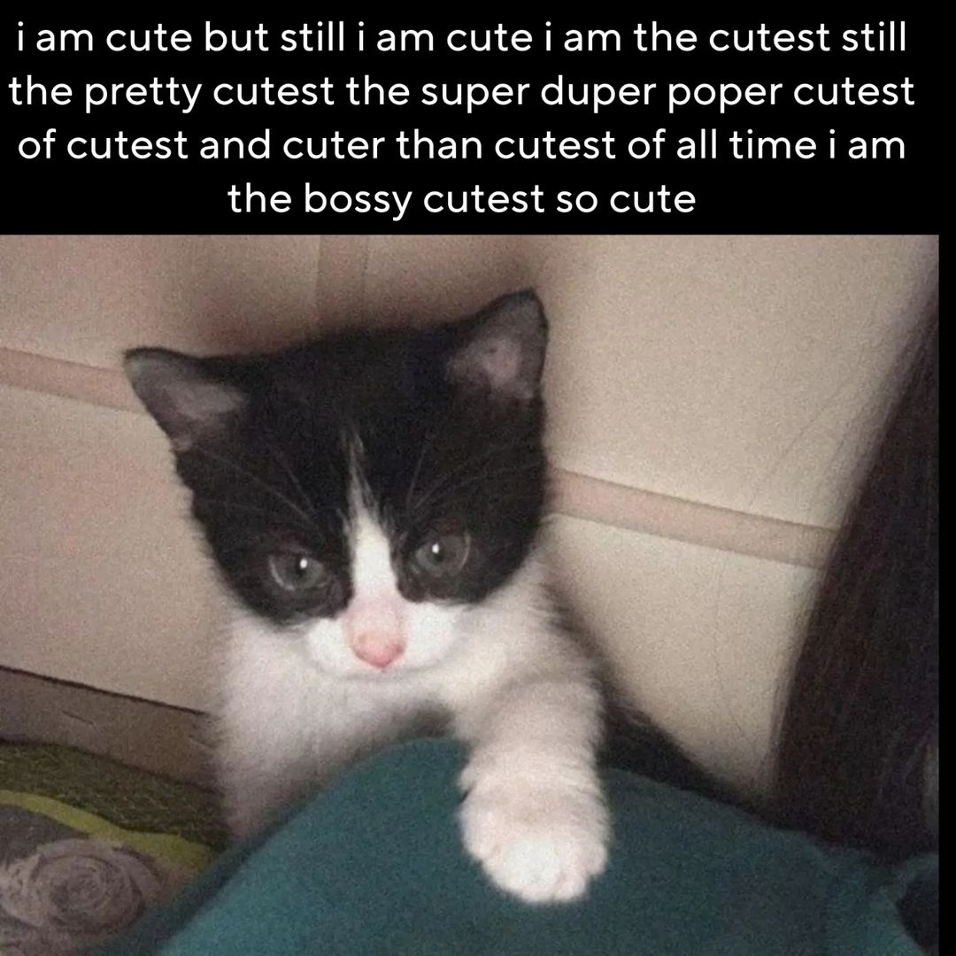Funny Animal Videos Will Cheer You Up #37