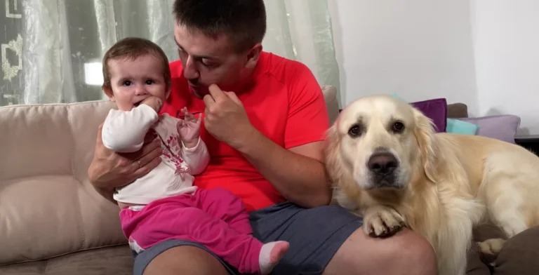 Funny golden retriever takes his time warming up to new baby