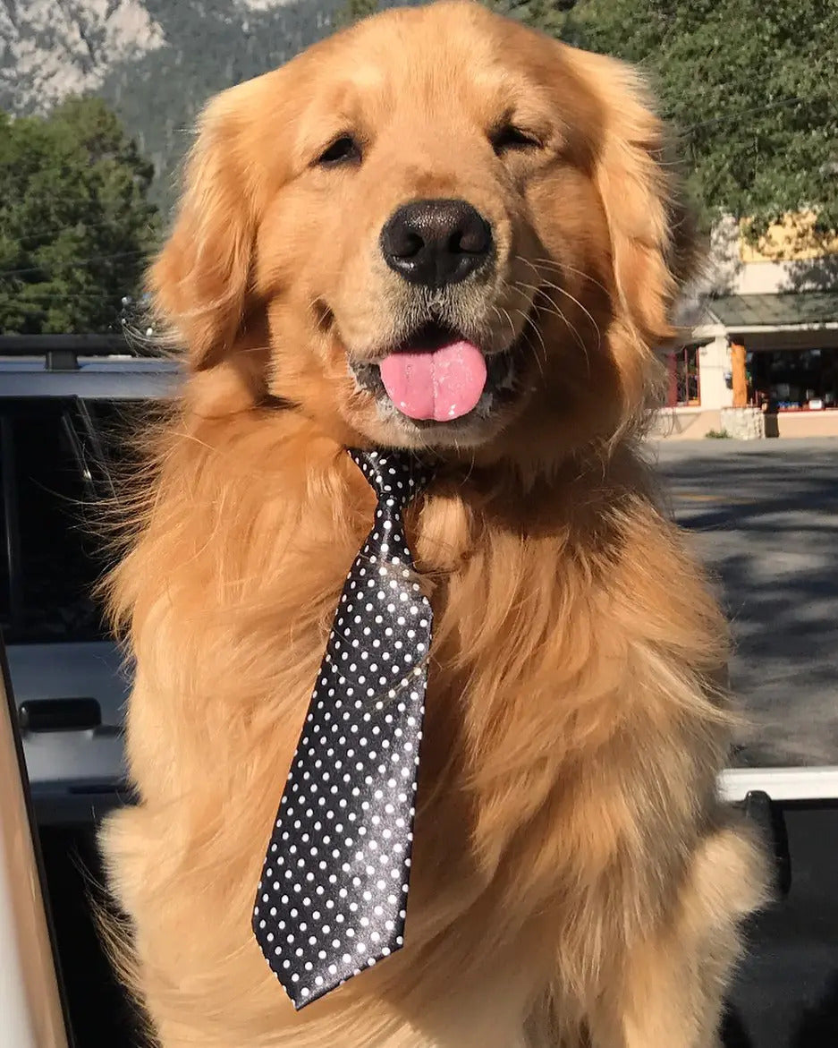A Golden Retriever Has Been Mayor Of This Town For Eight Years