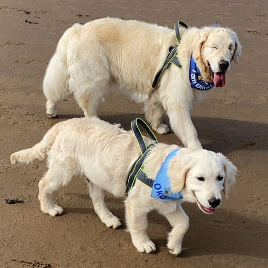 This Cute Golden Retriever Puppy Becomes A Guide For A 12-Year-Old Blind Dog