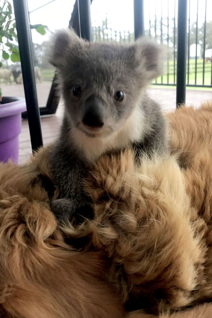 Golden Retriever Saved Abandoned Baby Koala And Brought Him Home With Her