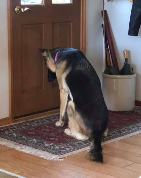 Funny Animal Videos Will Cheer You Up #219