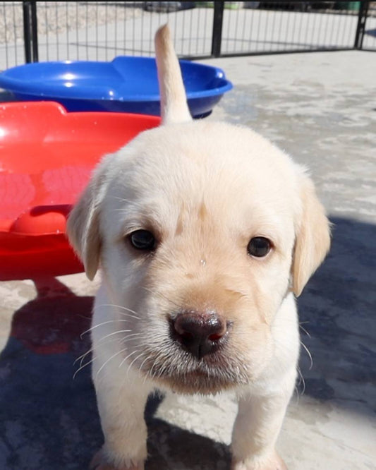 Cute And Hilarious Animal Videos – KingdomOfAnimals