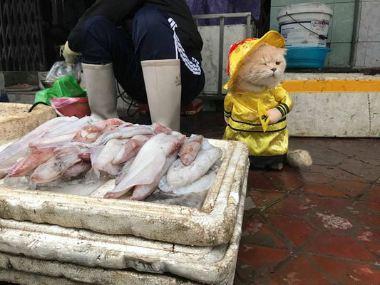 Meet Dog, a Fish Vendor From Vietnam Who’s Crashing The Internet With His Cute Looks
