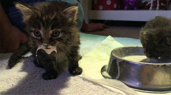 30+ Photos Showing That Cats Are Messy Eaters