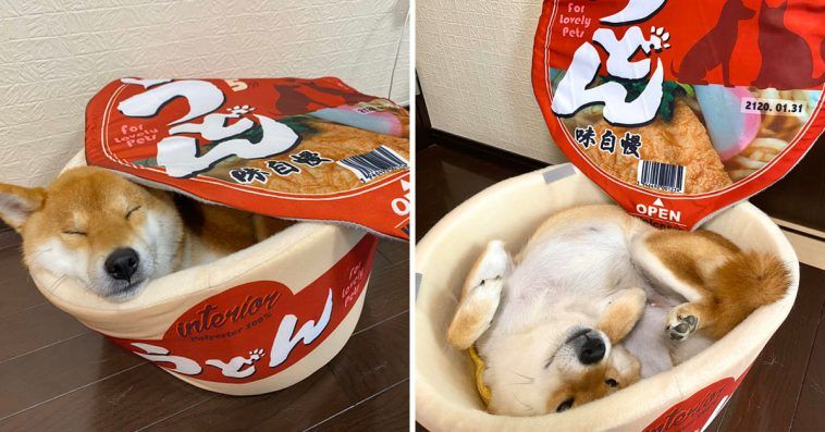 Cup Noodle Beds For Pets Are A Thing Now, And We Frankly Don’t Know What To Think
