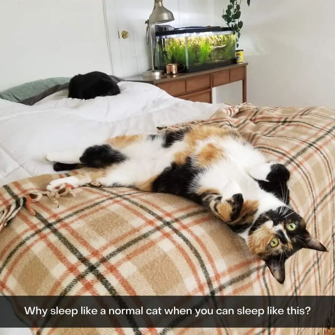Funny Animal Videos Will Cheer You Up #214