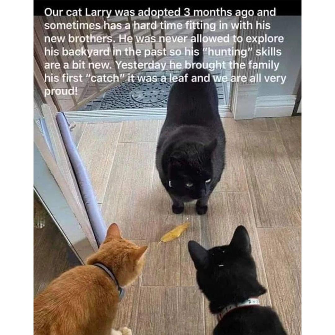 Funny Animal Videos Will Cheer You Up #207