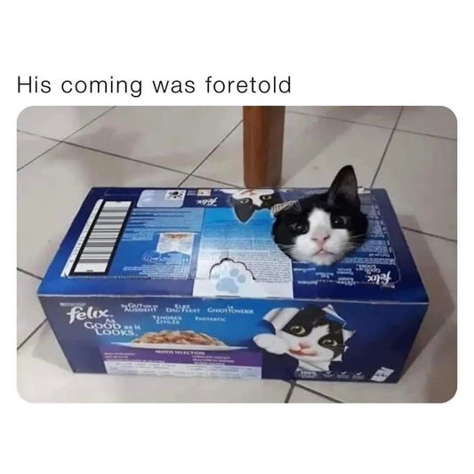 Funny Animal Videos Will Cheer You Up #211