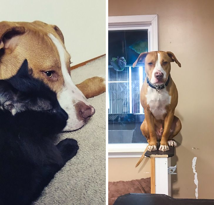 Photos That Prove Pit Bulls Are Full Of Love And They Are Too Cute To Handle