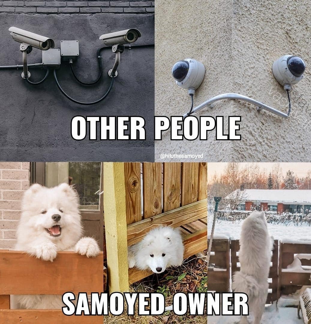 Hilarious and Cute Samoyed Memes Will Make You Smile