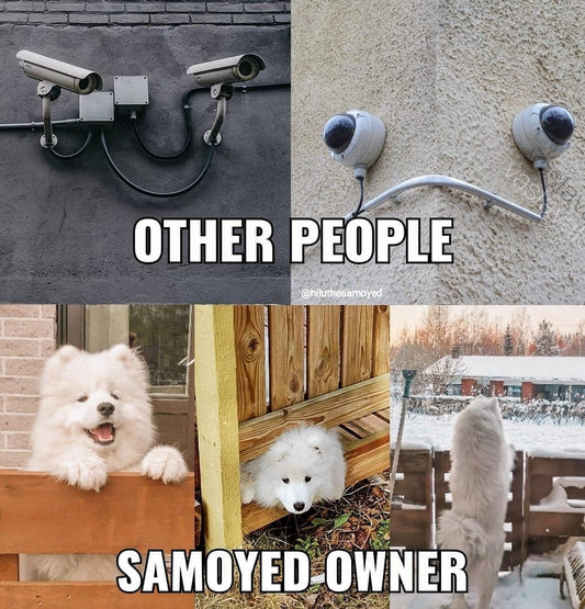 Hilarious and Cute Samoyed Memes Will Make You Smile
