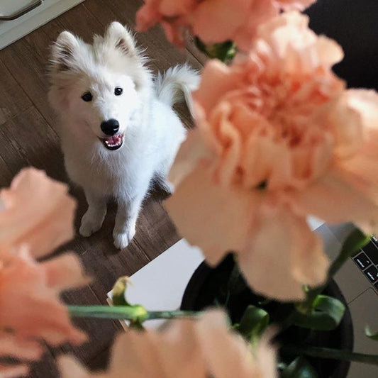 Incredible Pics with Samoyed Dogs Which Will Make You Smile