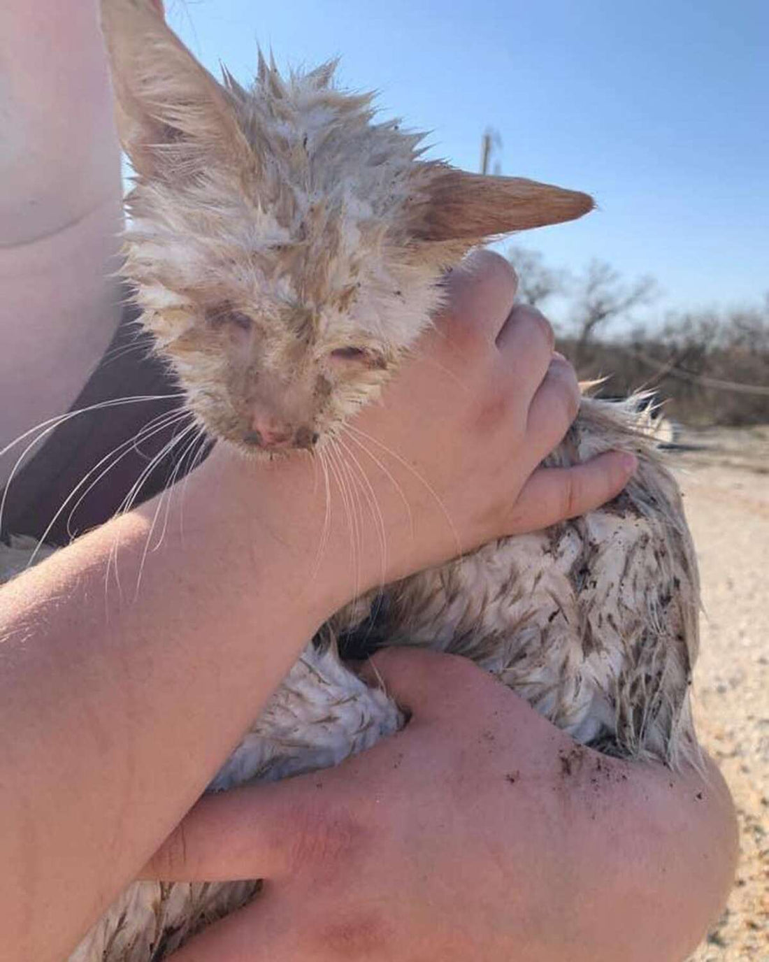 Blind Cat Rescued from Rubble of Texas Animal Shelter Destroyed by Tornado and Named 'Nado'