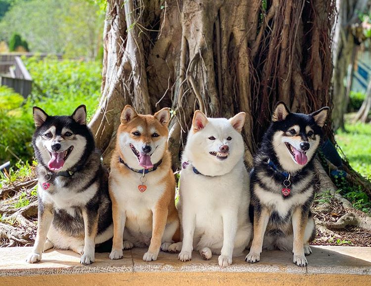 Shiba Inu Who Always Ruins Group Pictures Goes Viral