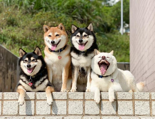 Funny Animal Videos Will Cheer You Up #223