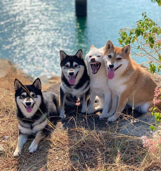 Shiba Inu Is Constantly Ruining His Friends’ Group Pics, And Goes Viral