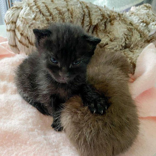 Brown Kitten and Her Sister Shower Everyone with Hugs Day in and Day Out Until They Find Forever Home