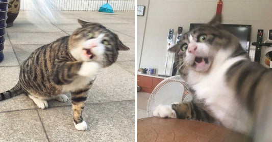 Meet Ah Fei, The Cat Who Deserves An Oscar For His Hilariously Dramatic Reactions