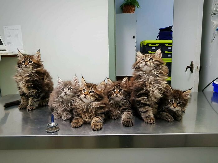 50 Adorable Photos Of Our Furry Friends Taken From The Vet’s Clinic