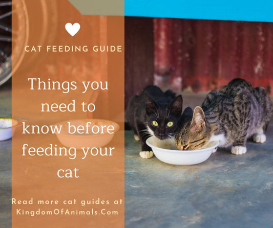 Things you need to know before feeding your cat